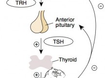 Alpha lipoic acid steroids