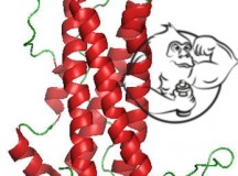 Winstrol hpta suppression