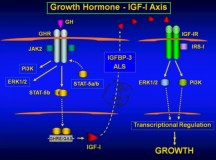 Stanabolic steroids