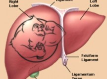 Testosterone propionate evolutionary