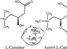 Test prop vs sustanon 250