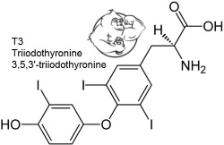 Testovis winstrol